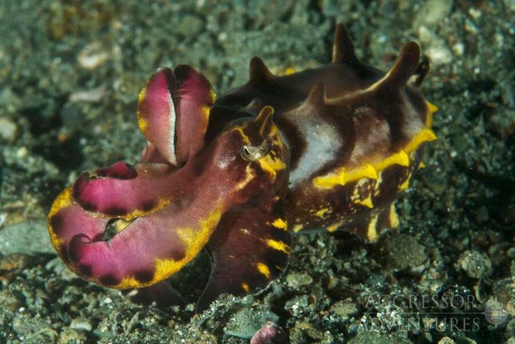 Philippines Aggressor